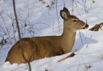 Beautiful Isolated Picture With A Wild Deer In The Forest On The Snow Stock Photo