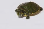 Turtle Stock Photo