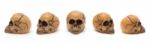 Skulls From Five Perspectives Stock Photo