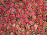 Rambutan Fruits Stock Photo