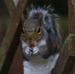 Grey Squirrel Eating Peanut Stock Photo