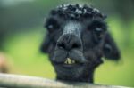 Alpacas In A Field Stock Photo