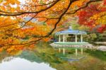 Naejangsan,korea - November 1: Tourists Taking Photos Of The Beautiful Scenery Around Naejangsan Park,south Korea During Autumn Season On November 1, 2015 Stock Photo