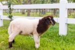 Sheep Standing On The Grass, White Picket Fence And Nature Backg Stock Photo