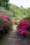 Azaleas In Full Bloom Stock Photo