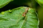 Red Ant Spider Stock Photo