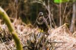 Common Buzzard (buteo Buteo) In A Forest Stock Photo