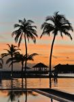 Coconut Tree Siluate Stock Photo