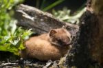 Least Weasel (mustela Nivalis) Stock Photo