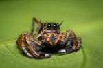 Macro Of Jumper Spider On Green Leaf Stock Photo