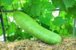 Organic Fuzzy Squash Stock Photo