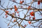 Bombax Ceiba Tree Stock Photo