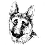 German Shepherd Hand Drawn  Stock Photo