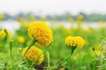 Marigold With Beautiful Stock Photo