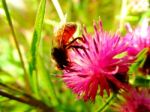 Bee On A Flower Stock Photo