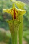 Pitcher Plant Stock Photo