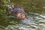 Hippopotamus Swimming In Water Stock Photo