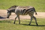 Zebra In The Field Stock Photo