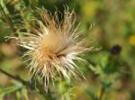 Thistle Stock Photo