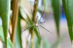 Golden Orb Spider (nephila Pilipes) Stock Photo