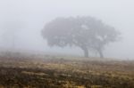 Lonely Tree With Fog Stock Photo