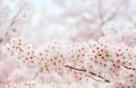 Cherry Blossom With Soft Focus, Sakura Season In Korea,background Stock Photo