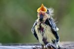 Blue Tit (cyanistes Caeruleus) Fledgling Just Evicted From Nest Stock Photo