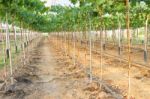 Green Grape Farm Under Plastic Cover Greenhouse Stock Photo