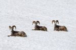 Bighorn Sheep Stock Photo