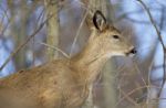 Beautiful Image With The Cute Wild Deer Stock Photo