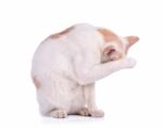 Thai Cat Isolated On White Background Stock Photo