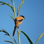 Long-tailed Shrike Stock Photo