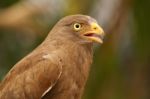 Close Up Buzzard,rufous-winged Buzzard (butastur Liventer) Stock Photo