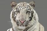 White Bengal Tiger Isolated Stock Photo