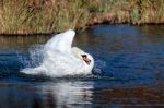 Mute Swan (cygnus Olor) Stock Photo