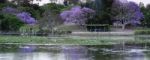 Colourful Blooming Jacaranda Tree Stock Photo