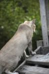 Bluish-gray Colored Cat Stock Photo