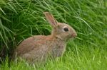 Rabbit Stock Photo