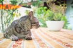 Cat Chilling Out On Dinner Table Stock Photo