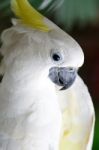 Sulphur-crested Cockatoo Stock Photo