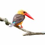 Brown-winged Kingfisher Stock Photo