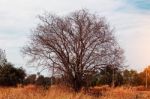 Trees In The Countryside Stock Photo