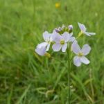 Cuckooflower Or Lady's Smock (cardamine Pratensis) Stock Photo