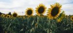 Sunflowers In A Field In The Afternoon Stock Photo