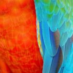 Harlequin Macaw Feathers Stock Photo