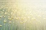 Flowering Onion Field Stock Photo