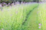 Purple Flowers In Garden Stock Photo