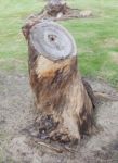 Cutting Of Dry Tree Stump On Dirt Field Stock Photo