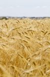 Wheat Plantation Stock Photo