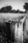 Rusted Sharp Timber And Metal Barb Wire Fence Stock Photo